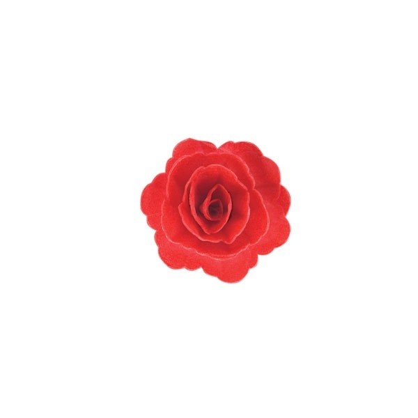 Róża chińska średnia czerwona 18szt.