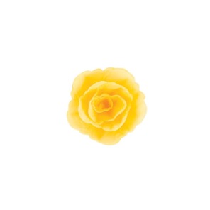 Róża chińska średnia żółta 18szt.