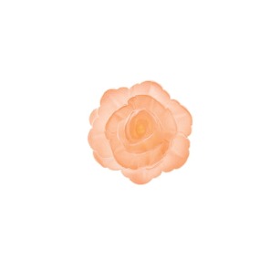 Róża chińska średnia cieniowana łososiowa 18szt.
