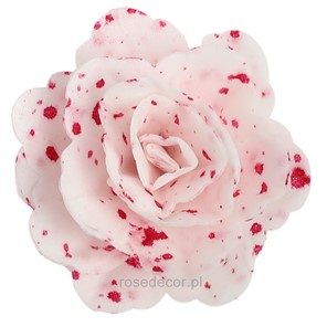 Róża chińska waflowa średnia nakrapiana różowa  18szt