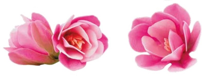 Magnolie waflowe cieniowane różowe  7cm - 6szt.