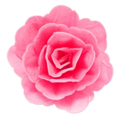 Róża chińska średnia cieniowana fuksja 18szt.