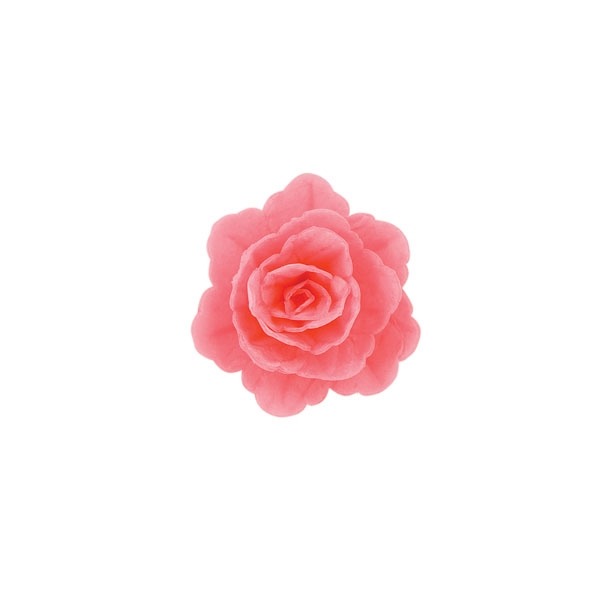 Róża chińska średnia różowa 18szt.
