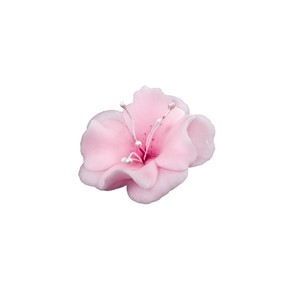 Magnolia cukrowa mała RÓŻOWA 10szt.