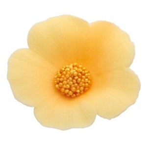 Bratki cukrowe ECRU 40szt.