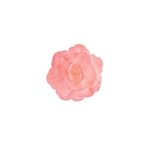 Róża chińska średnia cieniowana różowa 18szt.