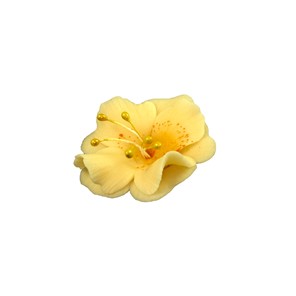 Magnolia cukrowa mała MIODOWA 10szt.