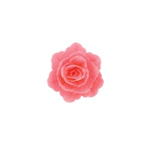 Róża chińska średnia różowa 18szt.
