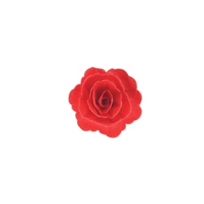 Róża chińska średnia czerwona 18szt.