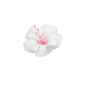 Magnolia cukrowa mała BIAŁO-RÓŻOWA 10szt.